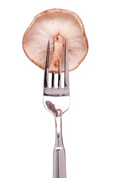 White Isolated Raw Shiitake Mushroom on a Fork