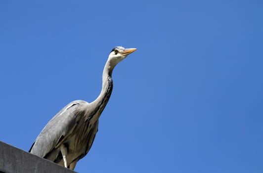 Grey heron