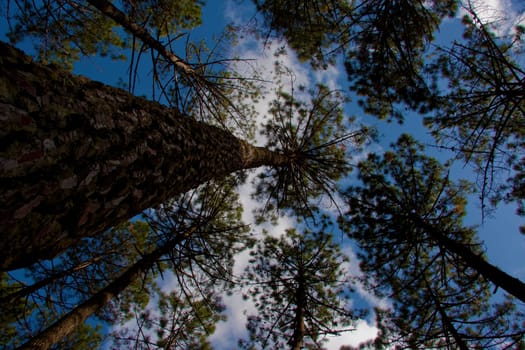 trees
