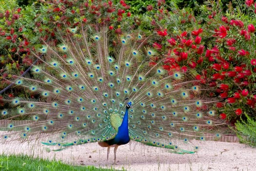 peacock showing its beautiful feathers, male
