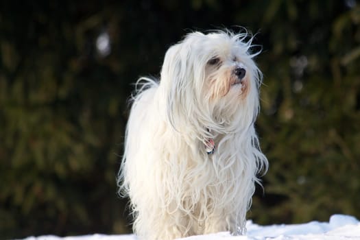 Havanese in the snow