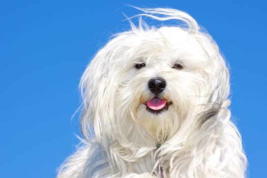 Havanese