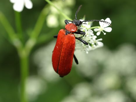 Black-headed Fire Beetle