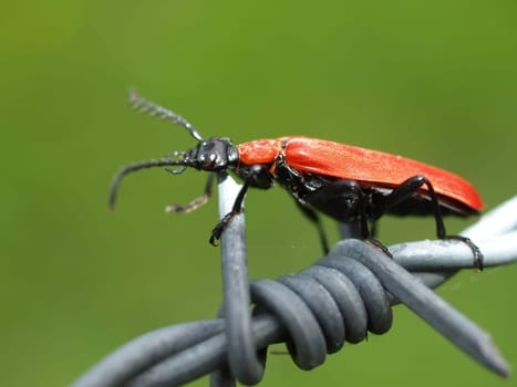 Black-headed Fire Beetle