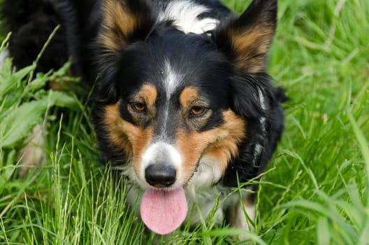 Border Collie with his tongue out