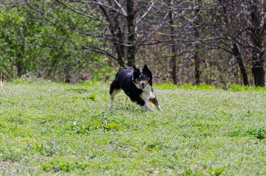 Border collie while running on the lawn