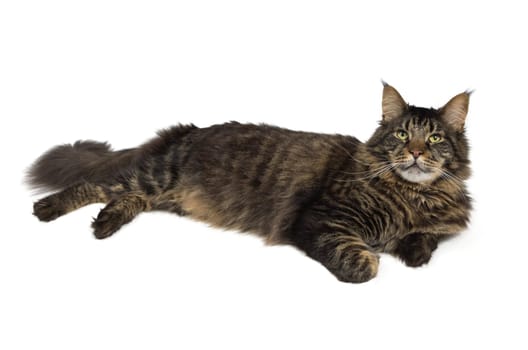 Lying Maine Coon in black tabby 2