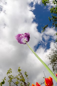 purple tulip background of sky and clouds