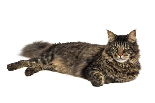 Maine Coon in black tabby