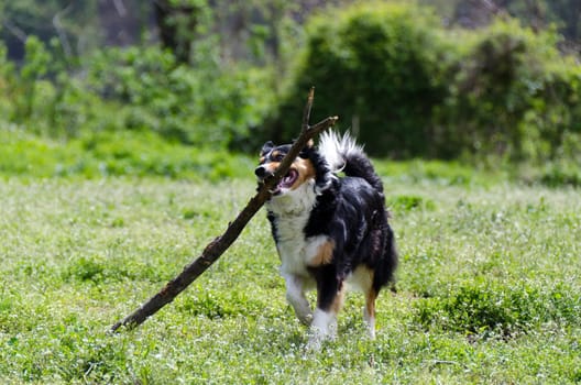 Border collie running with stick in mouth