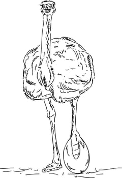 vector - Ostrich with big egg, isolated on background