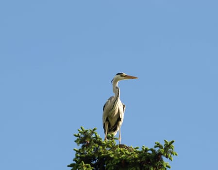 Grey heron