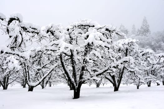 Apple orchard with leafless trees covered in a winter snowfall with tall pines on the hillside.