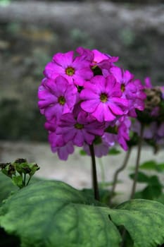 Umbrella  of purple flowers emerging out of green leaves