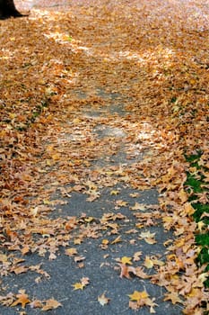 Orange yellow and brown leaves cover the grass and walkway on a fall afternoon