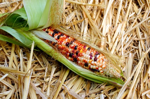 An ear of fresh homegrown Indian corn with the bright green husk pulled back to show the colorful kernels on a bed of yellow straw.