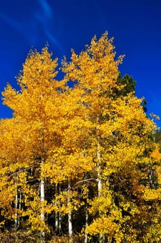 Tall Aspen trees in full bright yellow fall colors against a deep blue sky