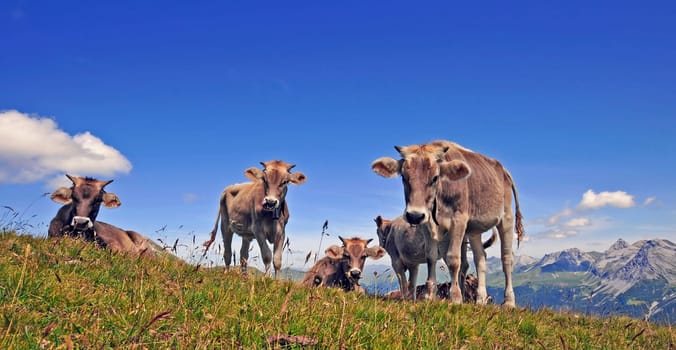 Young cows