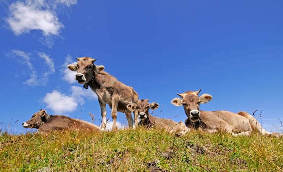 Young cows