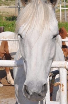 Horse, caballus, subspecies of wild equus ferus