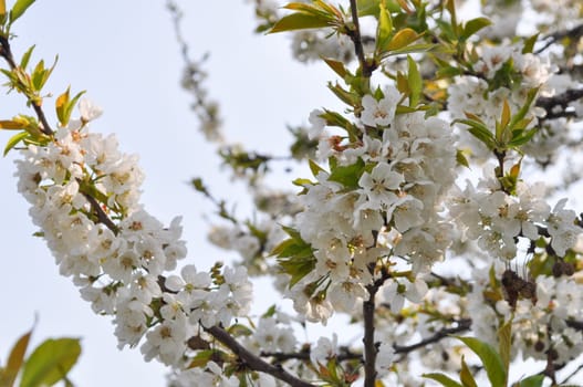 Cherry tree flowers, plant of genus Prunus