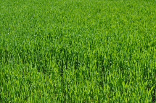 Green grass in meadow or lawn useful as a background