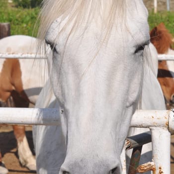 Horse, caballus, subspecies of wild equus ferus