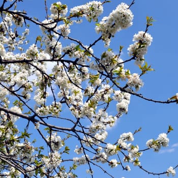 Cherry tree flowers, plant of genus Prunus