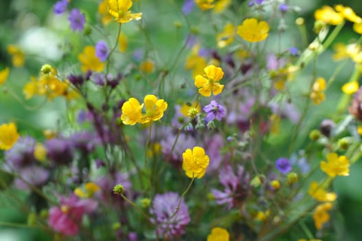 Flower meadow