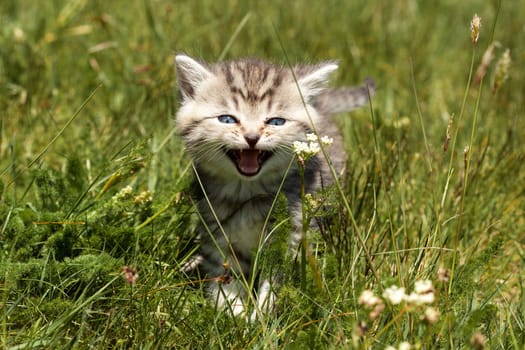 Little Tiger