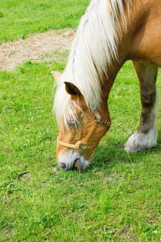 Horse in the pasture