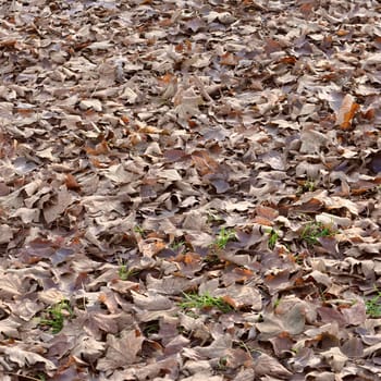 Fallen autumn leaves useful as a background