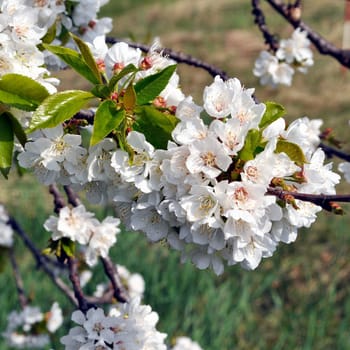 Cherry tree flowers, plant of genus Prunus