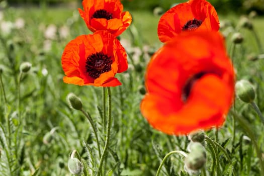 red poppy,wild plant in field or meadow