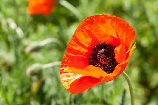 red poppy,wild plant in field or meadow