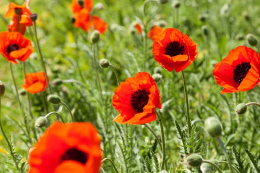 red poppy,wild plant in field or meadow
