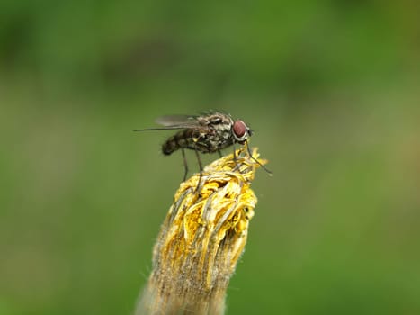 gray meat fly