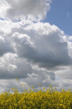 Rapeseed and clouds