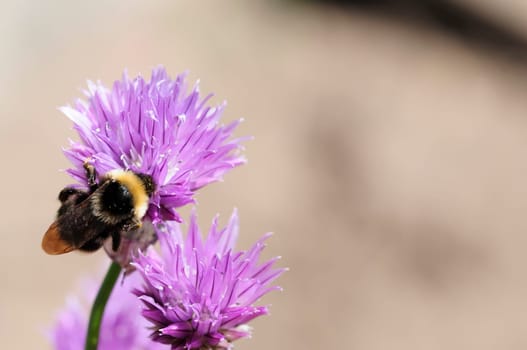 Chives and bumblebees