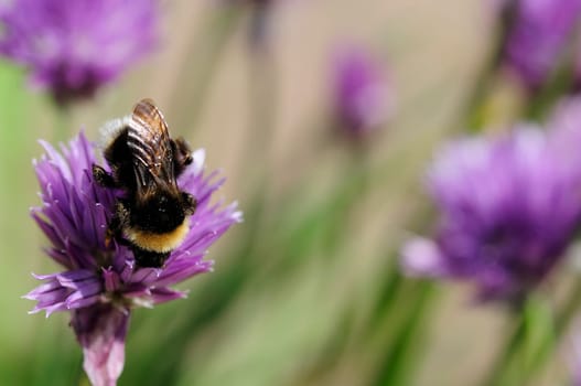 Chives and bumblebees