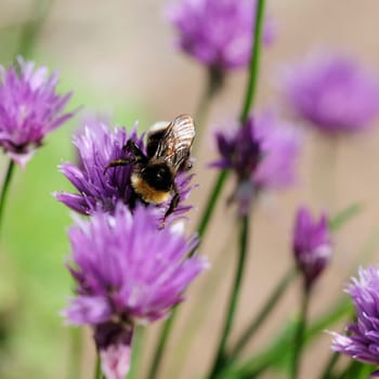 Chives and bumblebees
