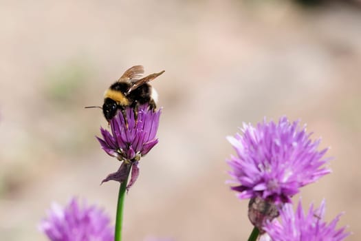 Chives and bumblebees