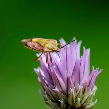 Weevils on chive blossom