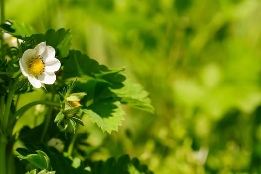 Strawberry Blossom Land