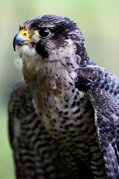 Falcon