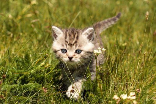 Little Tiger