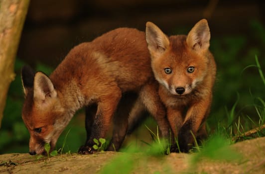 Young foxes in construction