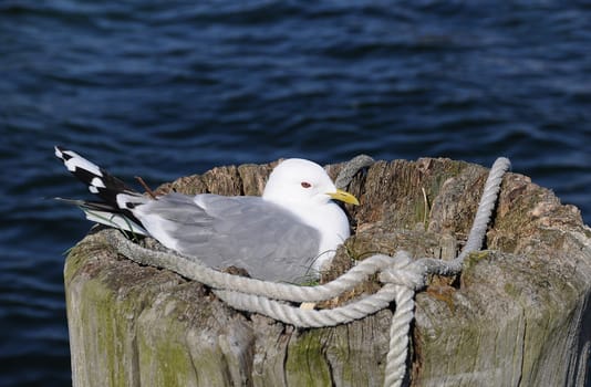 Gull