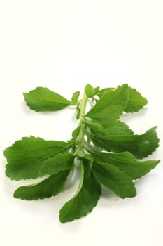 a stalk of stevia against a light background