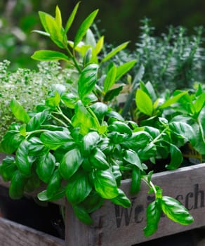 Fresh organic basil growing in a rustic wooden crate together with other potted herbs for use in the kitchen